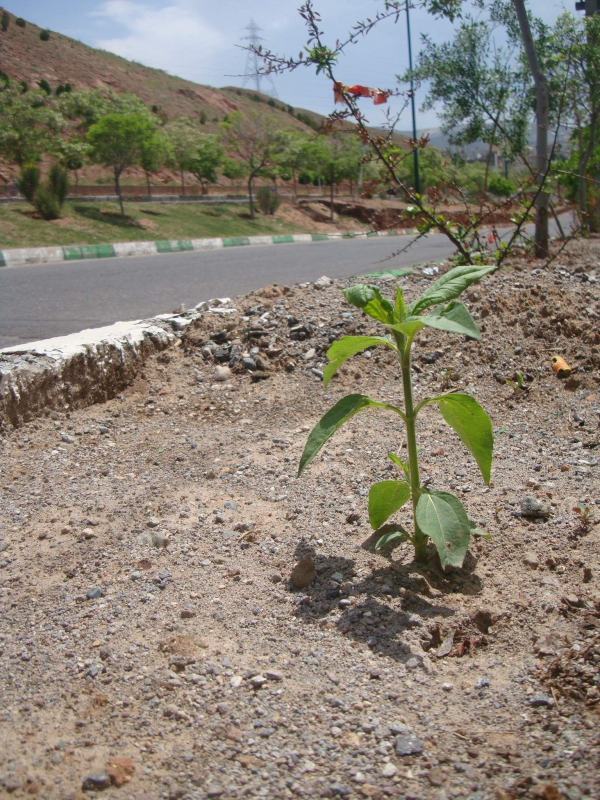 شلغم های توی خیابان 